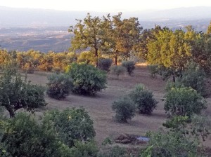 21 luglio 2011 scorcio del terreno